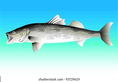 Sea Bass