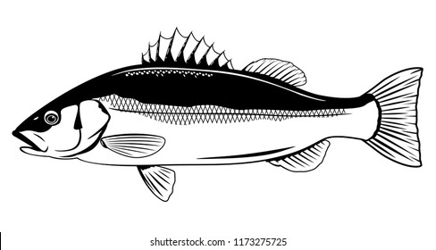 Sea Bass Fish