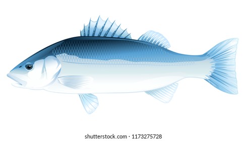 Sea Bass Fish