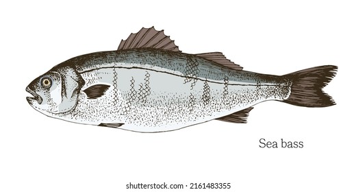 Sea bass fish hand drawn realistic illustration