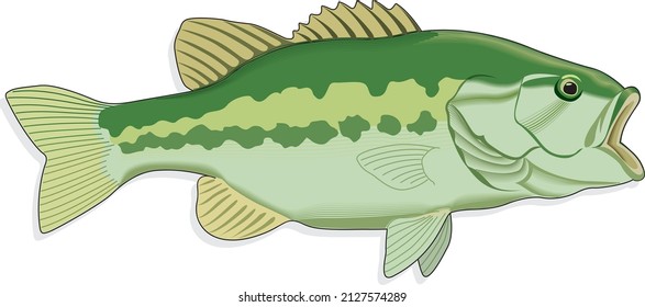 Sea Bass Fish Marine Saltwater Serranidae Specie Open Mouth Animal Vector Isolated