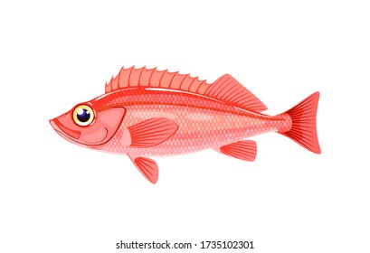 Sea bass fish. Ocean perch. Vector illustration cartoon flat icon isolated on white background.