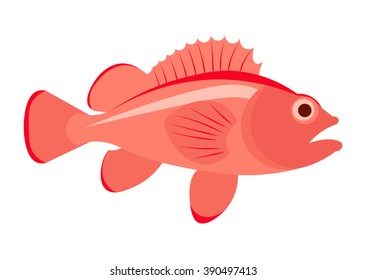 Sea bass fish vector illustration isolated on a white background.