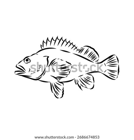 sea bass, fish, vector sketch