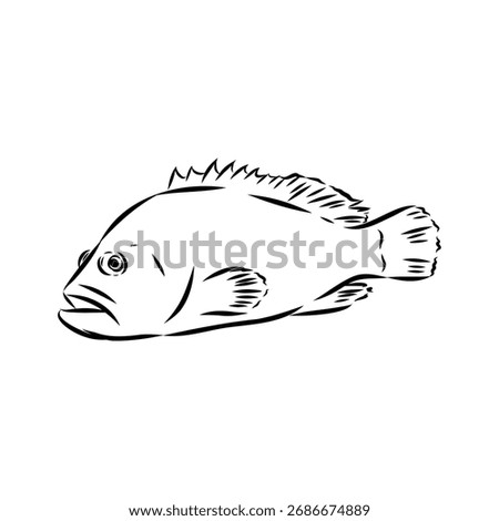 sea bass, fish, vector sketch