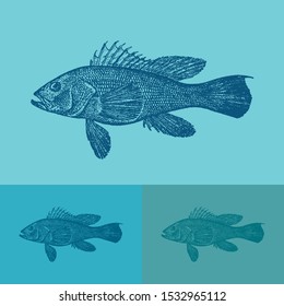 Sea bass fish vector. Vintage illustration drawing. Applied in colored backgrounds.