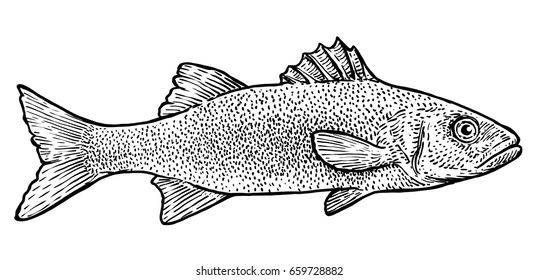 Sea bass illustration