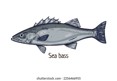 Sea bass, realistic drawing in vintage realism style. Detailed ocean fish. Marine water animal species, seabass. Hand-drawn retro vector illustration isolated on white background