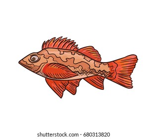 Sea bass vector icon isolated, hand drawn sketch of red sea fish, template for menu, food diet infographics, sticker, flyer, print