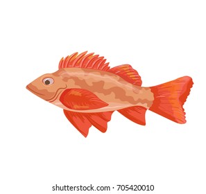 Sea bass vector icon isolated, hand drawn sketch of red sea fish, template for menu, food diet infographics, sticker, flyer, print