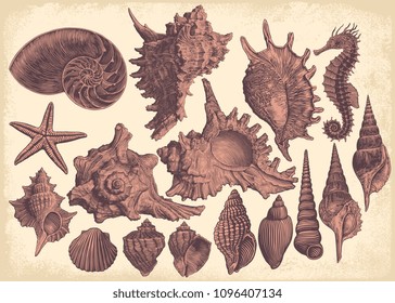 Sea beach shells. Design set. Hand drawn engraving. Vector vintage illustration. Isolated on white background. 8 EPS