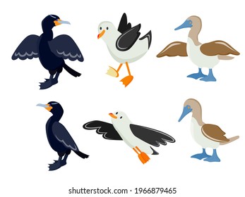 sea ​​bird. bird with blue paws. Vector illustration isolated on white background.