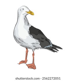 Sea bird, seagull. Gray and white vector Illustration on a white background. Hand drawn engraving style with color filling. The gull looks to the right. Utah State Symbol.