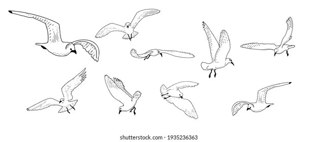 Sea birds, gulls in flight. A set of flying birds in different positions.