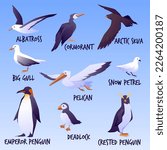 Sea birds infographic set, flat vector illustration isolated. Various marine birds - albatross, cormorant, penguin, arctic skua, big gull and pelican.
