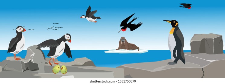 Sea birds on the rocks, rookery panoramic vector illustration