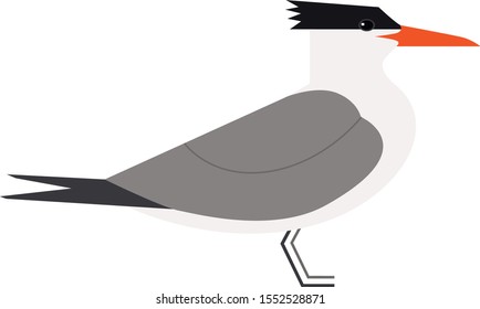 Sea birds Royal Tern Vector illustration Isolated object set