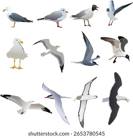 Sea birds set vector illustration on abstract white background.