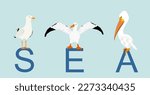 Sea birds vector illustration isolated on blue sky background. Fish hunter company. Marine wildlife animals on island in ocean. Seagull, pelican, gull, cormorant, albatross. Spread wings freedom. 