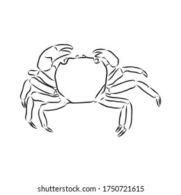 Sea blue striped illustration with crab, crab, vector sketch illustration
