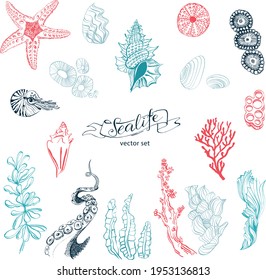 
Sea bottom. Hand drawn seashells, stars, corals, nautilus and algae.