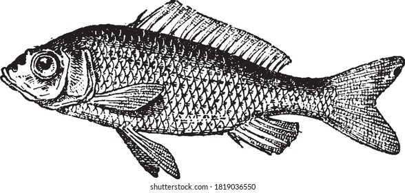 Sea bream, From the Dictionary of Word and Things, 1888.
