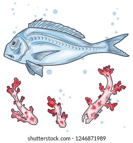 Sea bream (Dorado). Vector illustration with refined details and optimized stroke that allows the image to be used in small sizes (in packaging design, decoration, educational graphics, etc.)