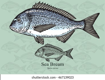 Sea bream (Dorado). Vector illustration with refined details and optimized stroke that allows the image to be used in small sizes (in packaging design, decoration, educational graphics, etc.)