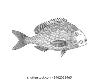 Sea Bream fish is an hand drawn vector illustration