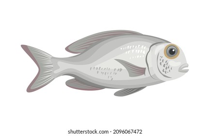 Sea bream fish on white background, seafood. Vector illustration.