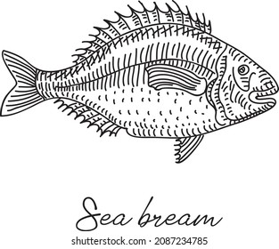 Sea bream. Sketchy hand-drawn vector illustration.