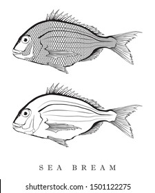 sea bream vector illustrations set