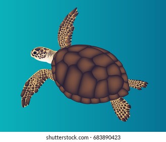 Sea brown turtle on blue background. Vector illustration