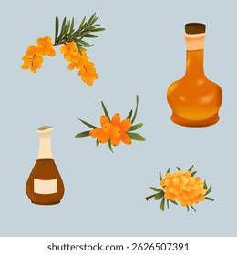 Sea Buckthorn Berries and Herbal Tincture Vector Illustration