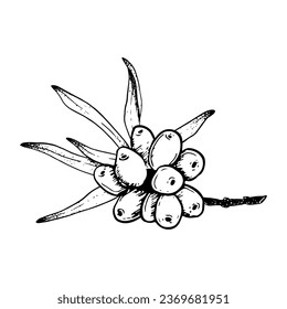 Sea buckthorn berries on branch with leaves hand drawn black and white vector illustration for natural cosmetics