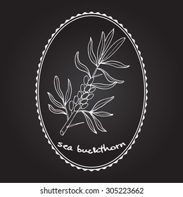 Sea buckthorn berries. Vector illustration