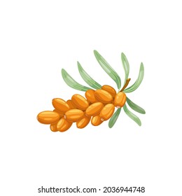 Sea buckthorn berry isolated realistic flat icon. Vector botanical hippophae berries or fruits on branch, sandthorn, sallowthorn or seaberry. Sea-buckthorn food, wild forest or garden berry