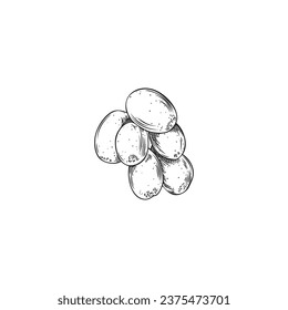 Sea buckthorn berry in sketch style, hand drawn vector illustration isolated on white background. Detailed hand sketched summer fruit in black-and-white engraving, vintage vegetarian vitamin food.