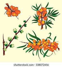 Sea buckthorn branch with berries