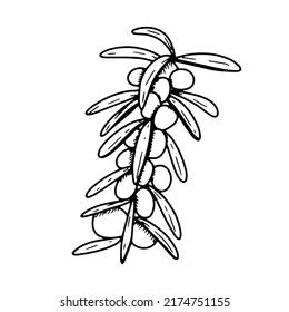 Sea buckthorn branch with berries and leaves. Doodle vector illustration on white background