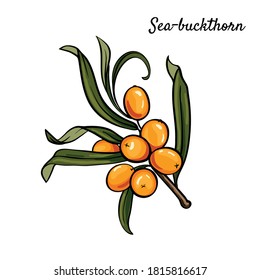 sea buckthorn branch with berries. vector illustration isolated on white background