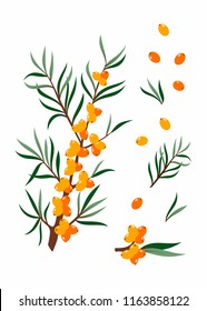 Sea buckthorn branch and berry elements. Design for package of herbal tea, vegetable oil, cosmetics, food, beauty, medicine. Vector illustration. Isolated on white