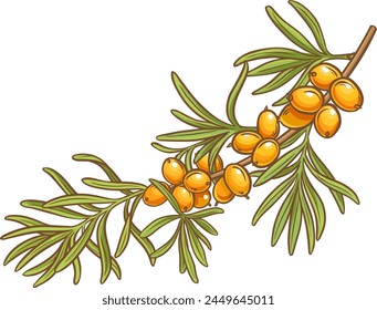 Sea buckthorn Branch Colored Detailed Illustration