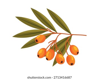 Sea buckthorn branch. Flat vector clipart, illustration with isolated background.