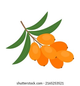 Sea buckthorn branch isolated on white background. Hippophae, seaberry, sallowthorn or sandthorn orange berries icon. Vector fruit illustration in flat style.