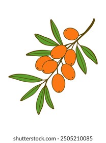 Sea buckthorn branch with ripe fruits orange berries isolated on white background. Vector illustration