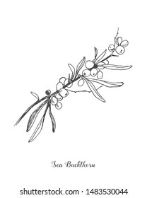 Sea buckthorn branch vector drawing. Isolated berry branch sketch on white background. Summer fruit engraved style illustration. Detailed hand drawn vegetarian food. Great for label, poster, print