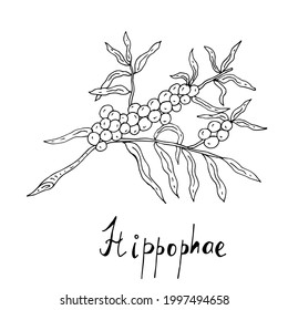 Sea buckthorn branch. Vector illustration. Linear drawing of a medicinal plant.