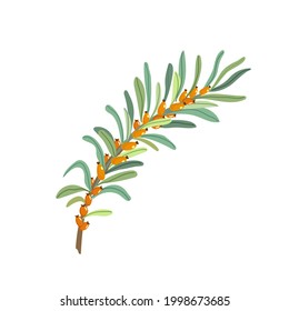 Sea buckthorn branches. Sea buckthorn berries and leaves. Vector illustration.