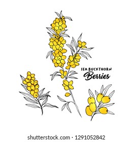 Sea buckthorn branches hand drawn vector illustration. Hippophae berry twigs ink pen sketch. Outline drawing cliparts set. Sea buckthorn yellow berries with lettering. Isolated doodle design elements